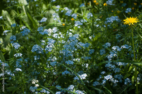 Summer flowers Finland