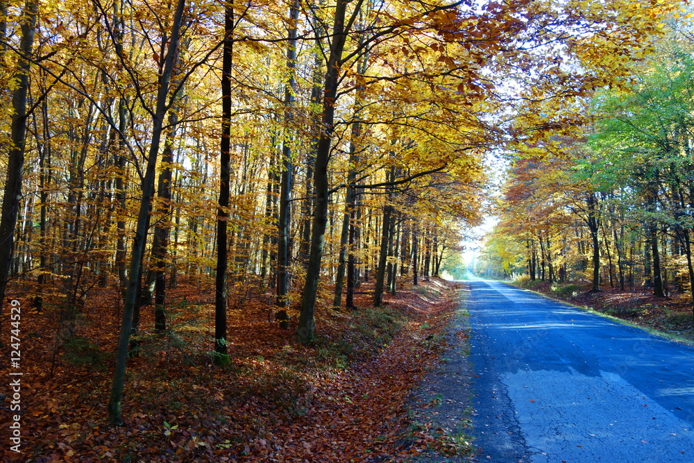 Road by colorful autumn forest
