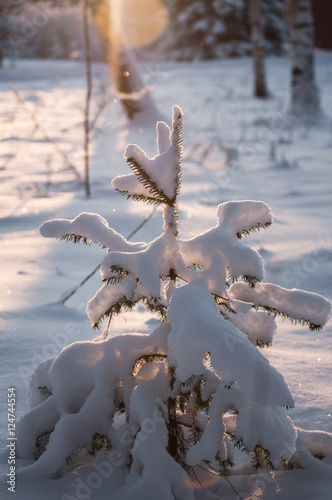 Spruce tree winter