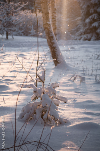 Spruce tree winter