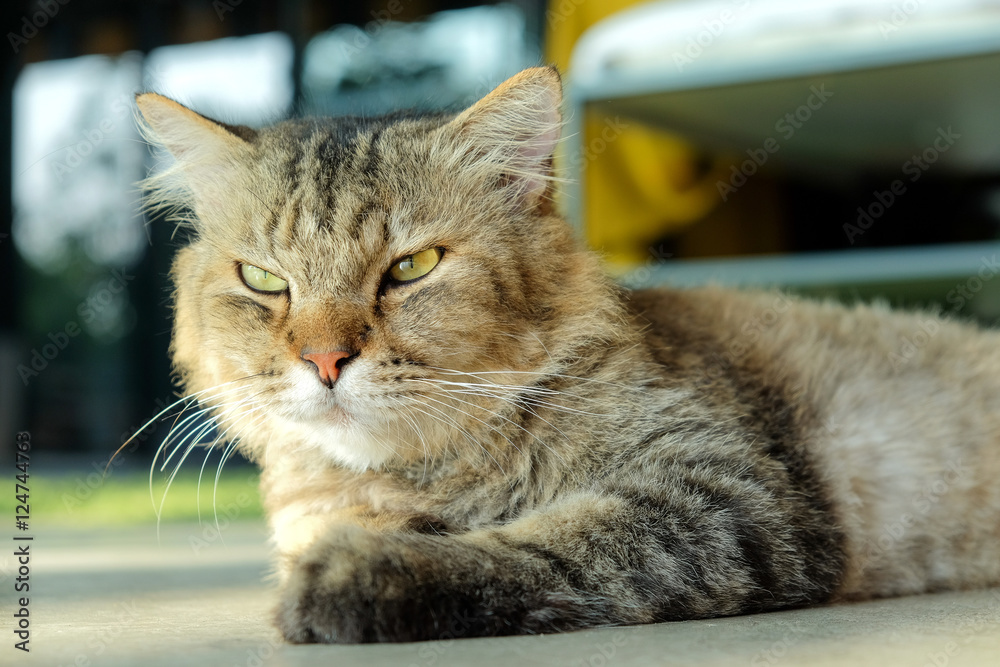 Cats sleeping on the floor, looking forward.