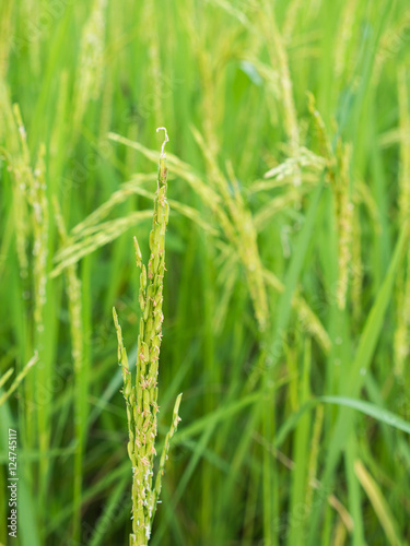 The Ears of Rice Field