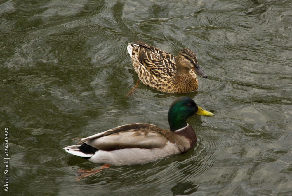 Fototapeta premium Couple of ducks swimming in the pond
