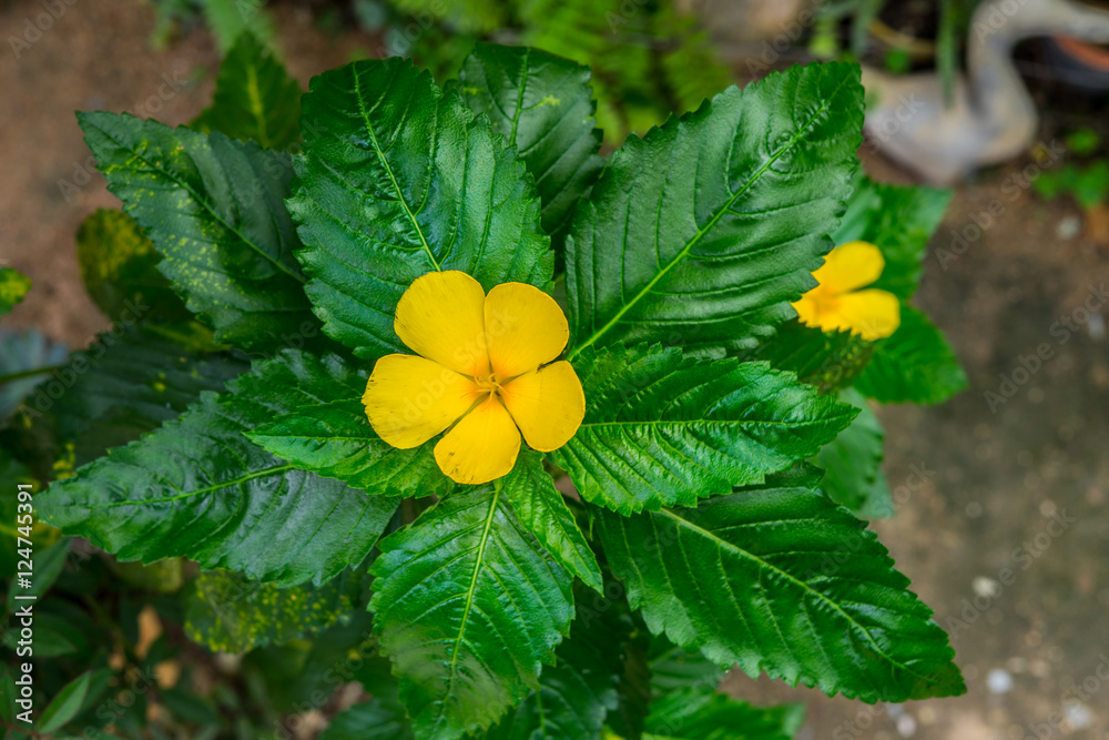 close up of yellow Vinca flower. Stock Photo Adobe Stock