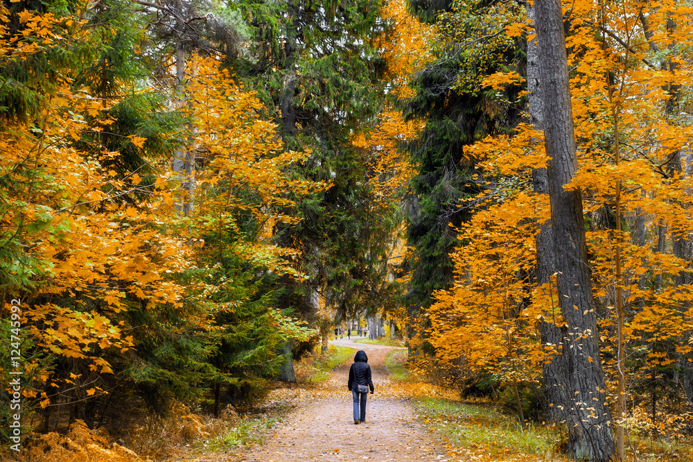 A walk in the autumn woods. Golden autumn. The colorful trees. Wildlife of Estonia.