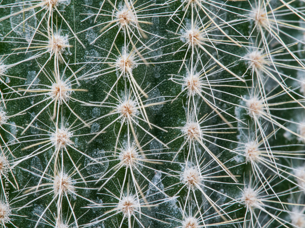 Thorns of Little Cactus Thorns of Little Cactus