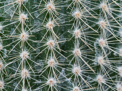 Thorns of Little Cactus
