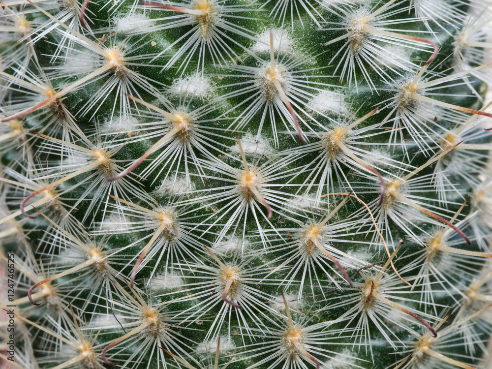 Thorns of Little Cactus Thorns of Little Cactus