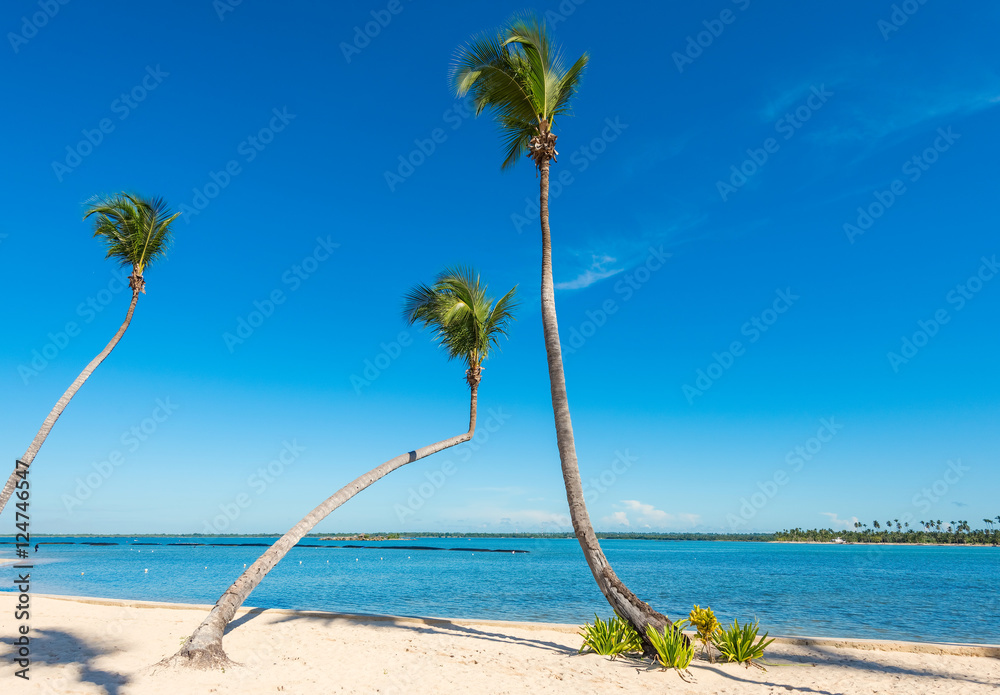 Obraz premium Palm Ocean Sky