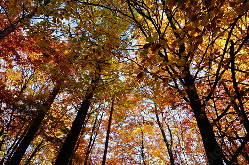 Colorful leaves on trees in autumn park