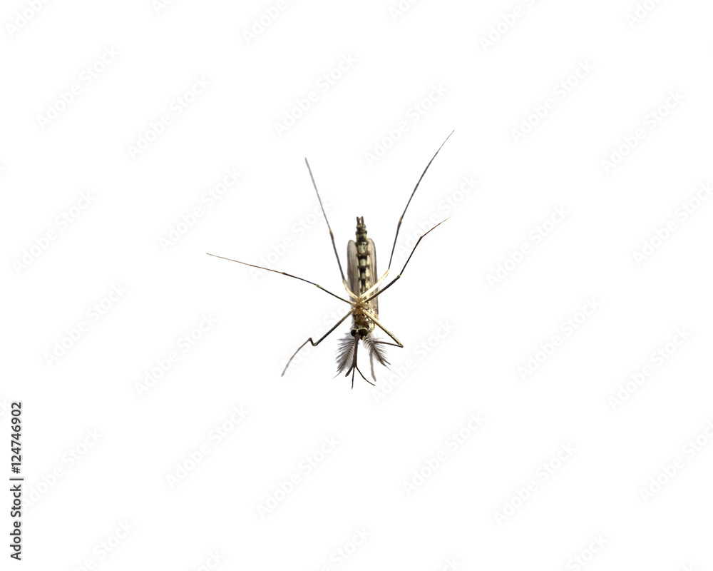 Mosquito species aedes aegyti sleep open isolated Mosquito species aedes aegyti sleep open isolated