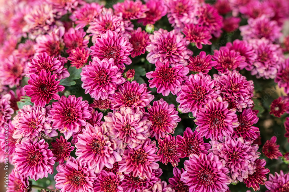 Flowers chrysanthemum. Autumn nature background. Flowers chrysanthemum. Autumn nature background.