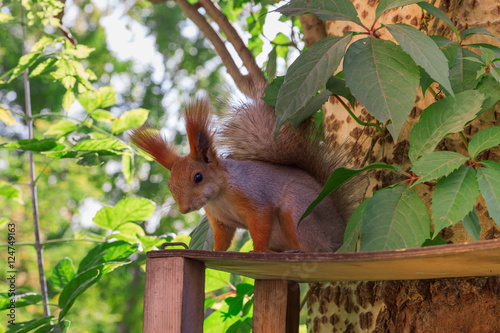 Small nimble squirrel creature sitting on a wooden trough. Hand squirrel in the park © yrabota