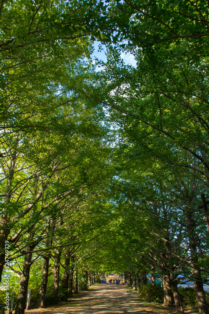 イチョウ並木