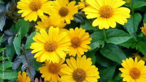 Fototapeta Naklejka Na Ścianę i Meble -  beautiful yellow flowers in the garden.