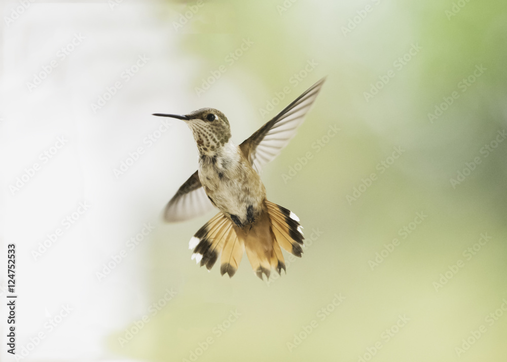 Naklejka premium Rufous Hummingbird (Selasphorus rufus) Female in Flight