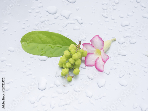 Beautiful pink flowers and star gooseberry rested on a gray back