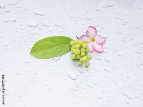 Beautiful pink flowers and star gooseberry rested on a gray back