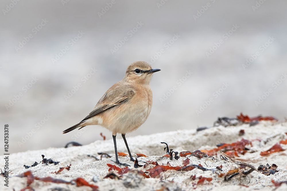Isabelline wheatear (Oenanthe isabellina) Isabelline wheatear (Oenanthe isabellina)