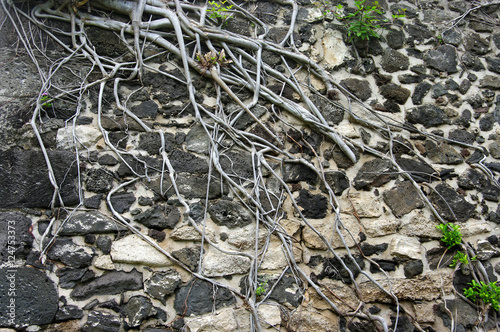 La Réunion - Mur de pierres et racines