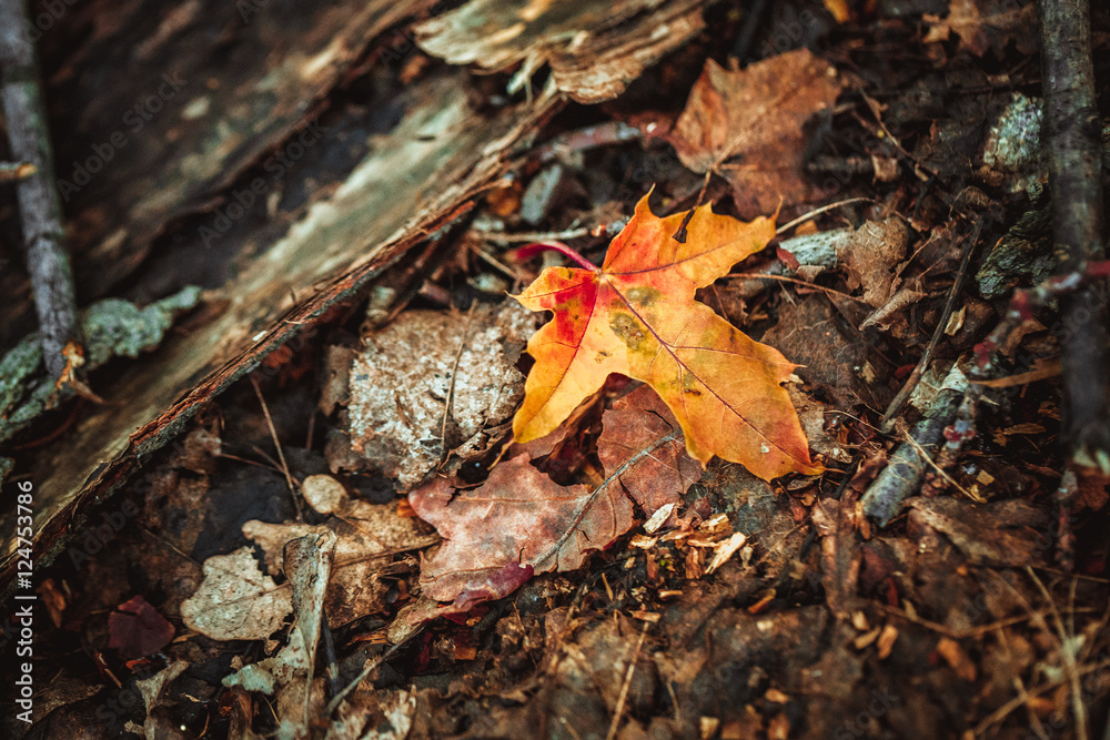 autumn leaves yellow and green on the ground in the forest autumn leaves yellow and green on the ground in the forest