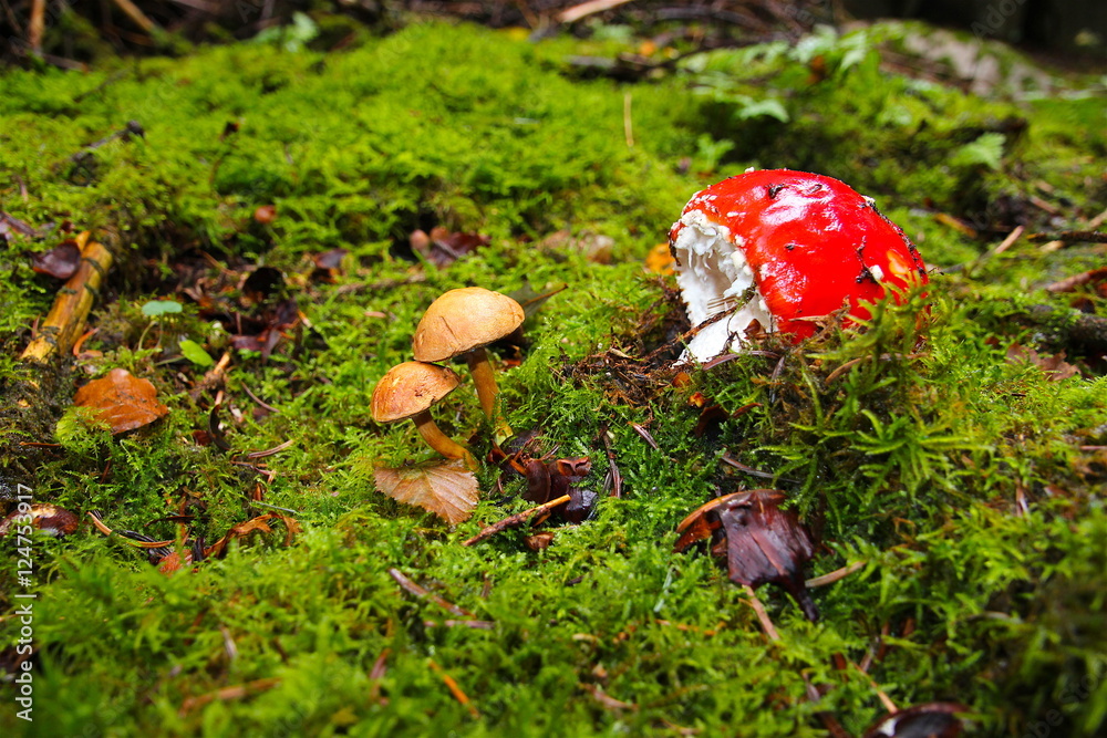 Christmas spirit in the forest deep silence in October Christmas spirit in the forest deep silence in October