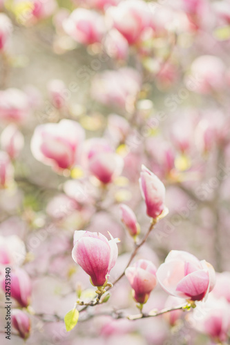 Closeup of pink magnolia flowers outdoors in spring time. Shallow focus © anna_gorbenko
