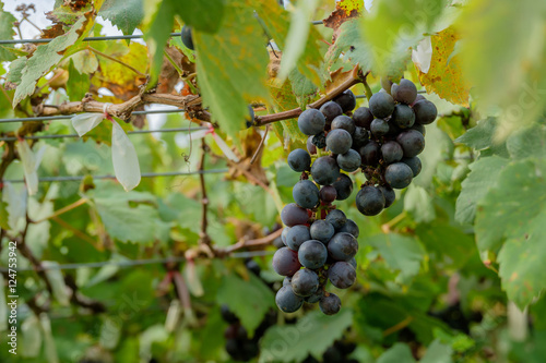 Black grape on tree.