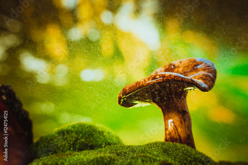 fresh chanterelle mushroom growing in the woods on moss under rain