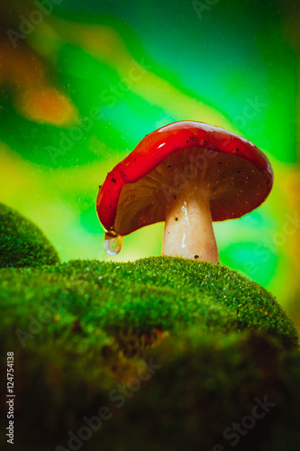 fresh mushroom russula white stalk grows on moss photo