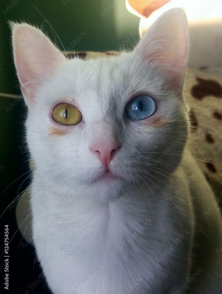 Odd eye cat
