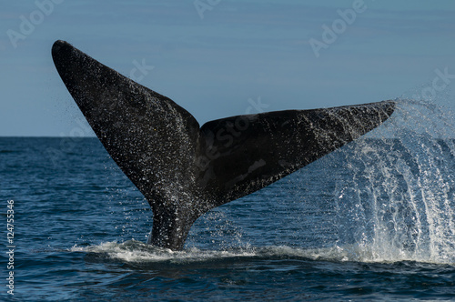Southern Right whale,Eubalaena Australis