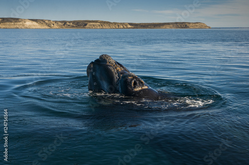 Southern Right whale,Eubalaena Australis