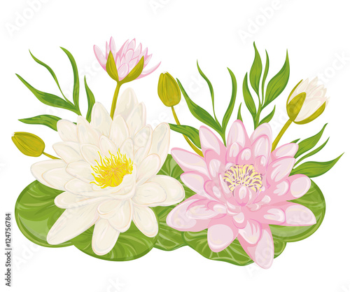 Water lily set. Collection decorative design elements for wedding invitations and birthday cards. Flowers, leaves and buds. Vintage hand drawn vector illustration in watercolor style.