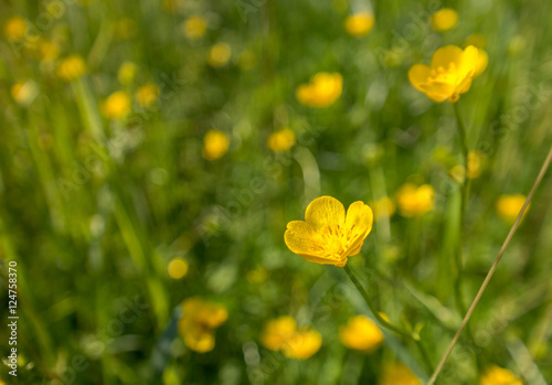 buttercup blossoms on a field