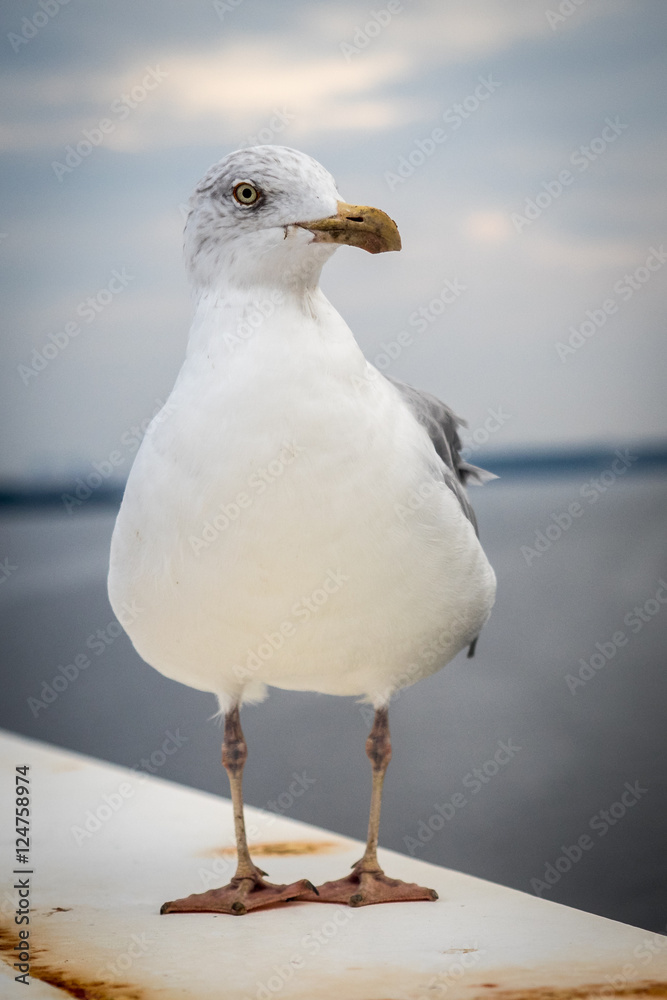 Obraz premium Möwe auf der Reling