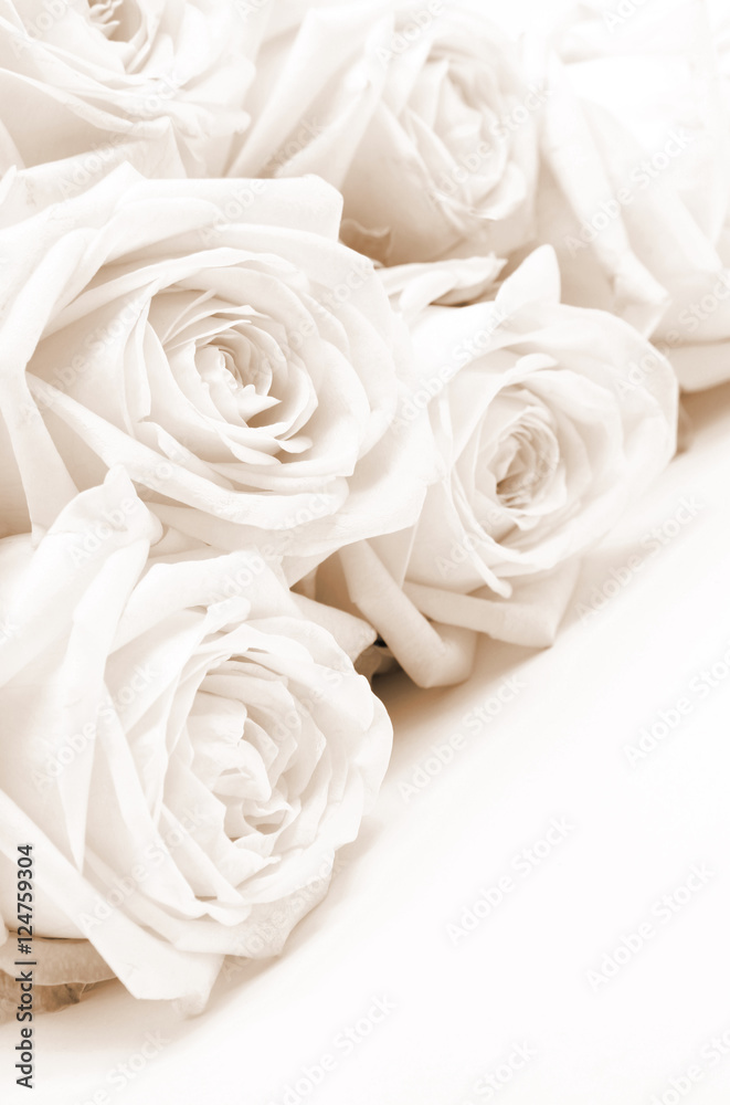 Beautiful white roses. Soft focus. Sepia Beautiful white roses. Soft focus. Sepia