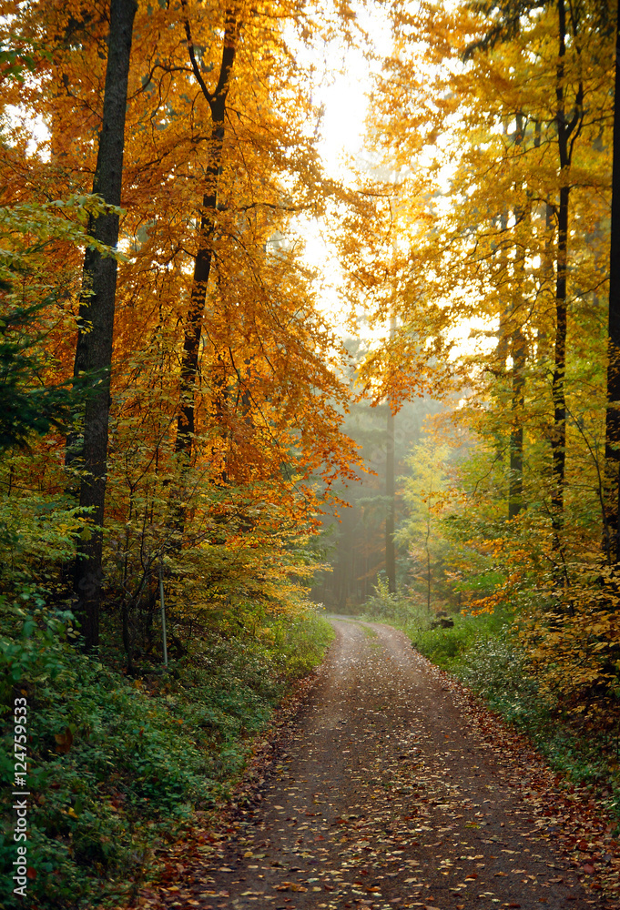 Obraz premium Herbst Spaziergang durch den Buchenwald