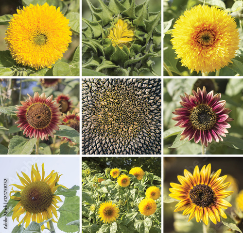 The collage of diverse cultivated and decorative sunflowers
