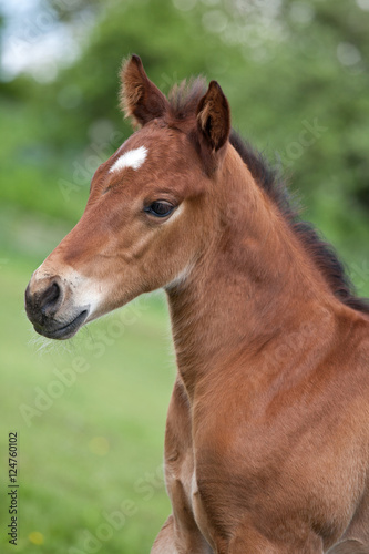 Portrait of nice quarter horse foal