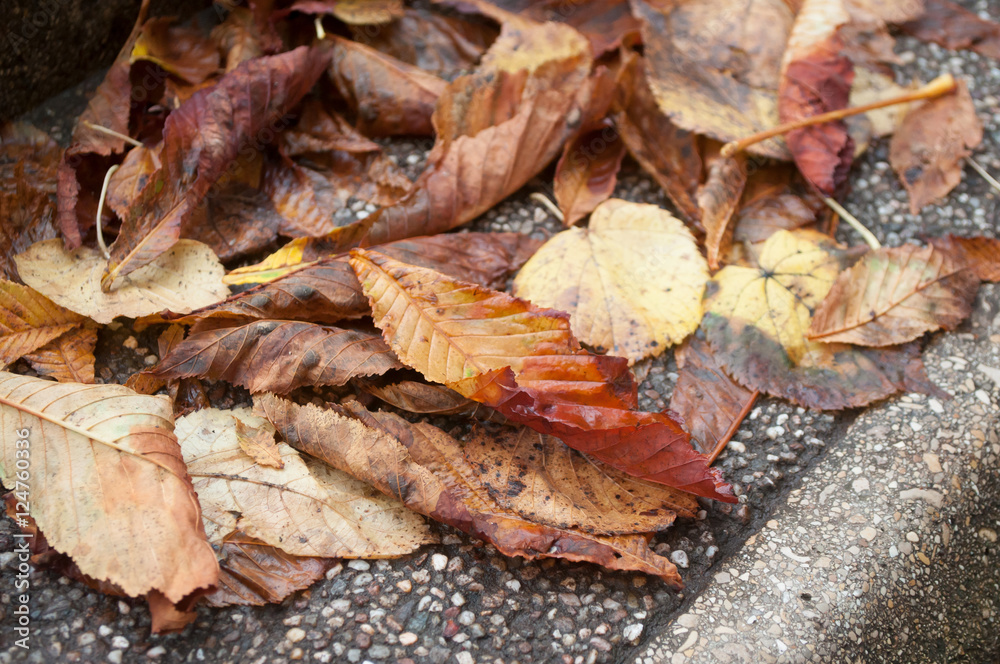 détail feuilles mortes dans un escalier sous la pluie