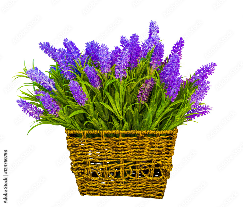 basket with lavender. lavender flowers. Lavender isolated on wh basket with lavender. lavender flowers. Lavender isolated on wh