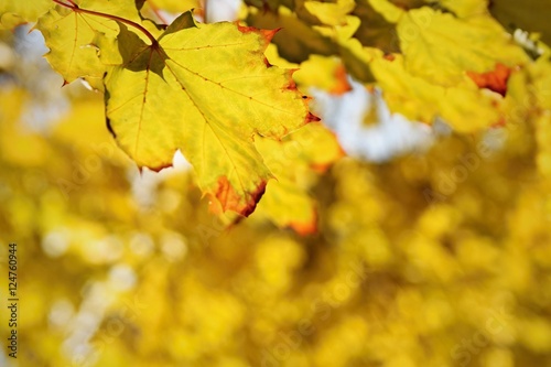 Autumn leaves on the tree. Natural seasonal colored background.
