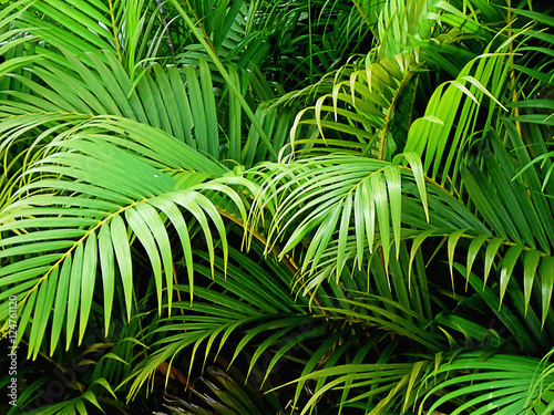 palm tree plant leaf green nature background garden