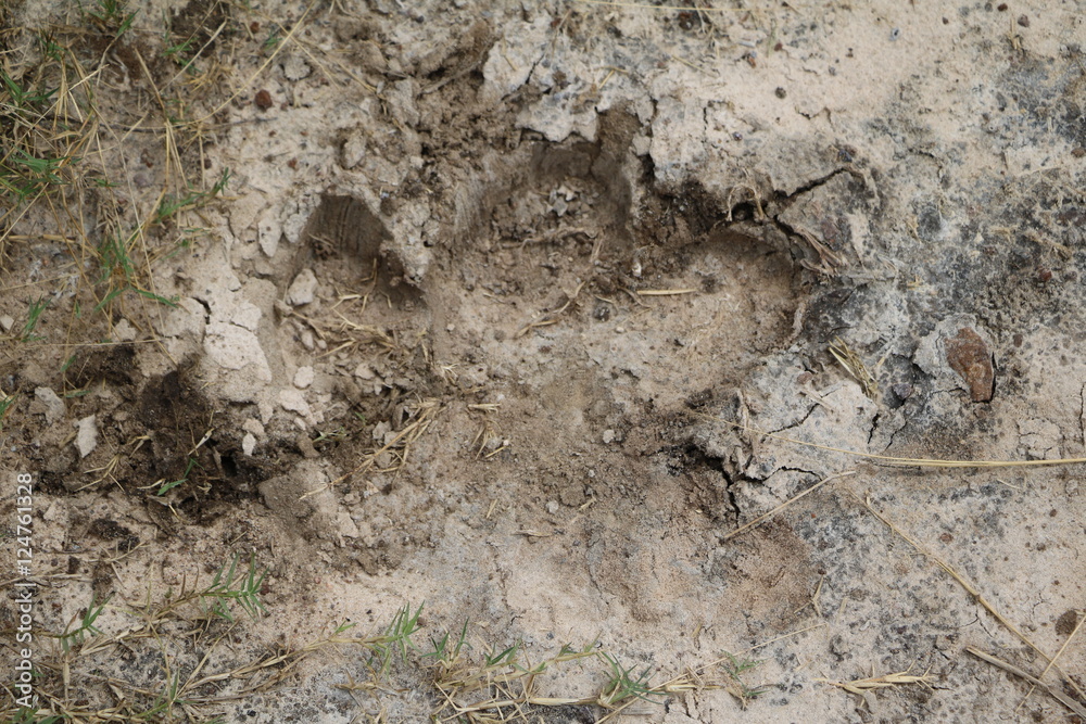 Animal tracks of Hippo, Botswana Africa Animal tracks of Hippo, Botswana Africa