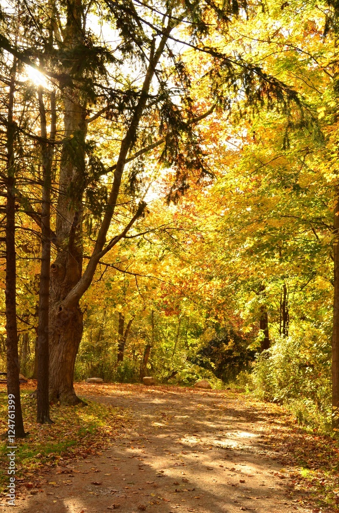 Autumn leaves covering a path into the woods