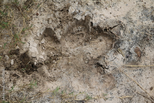 Animal tracks of Hippo, Botswana Africa