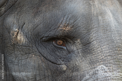 Elephant Eye Close up