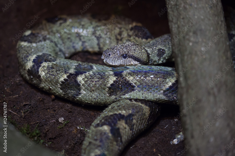 Madagascar tree boa (Sanzinia madagascariensis) Madagascar tree boa (Sanzinia madagascariensis)