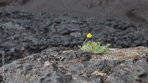 Wild yellow poppy grows on a stone photo